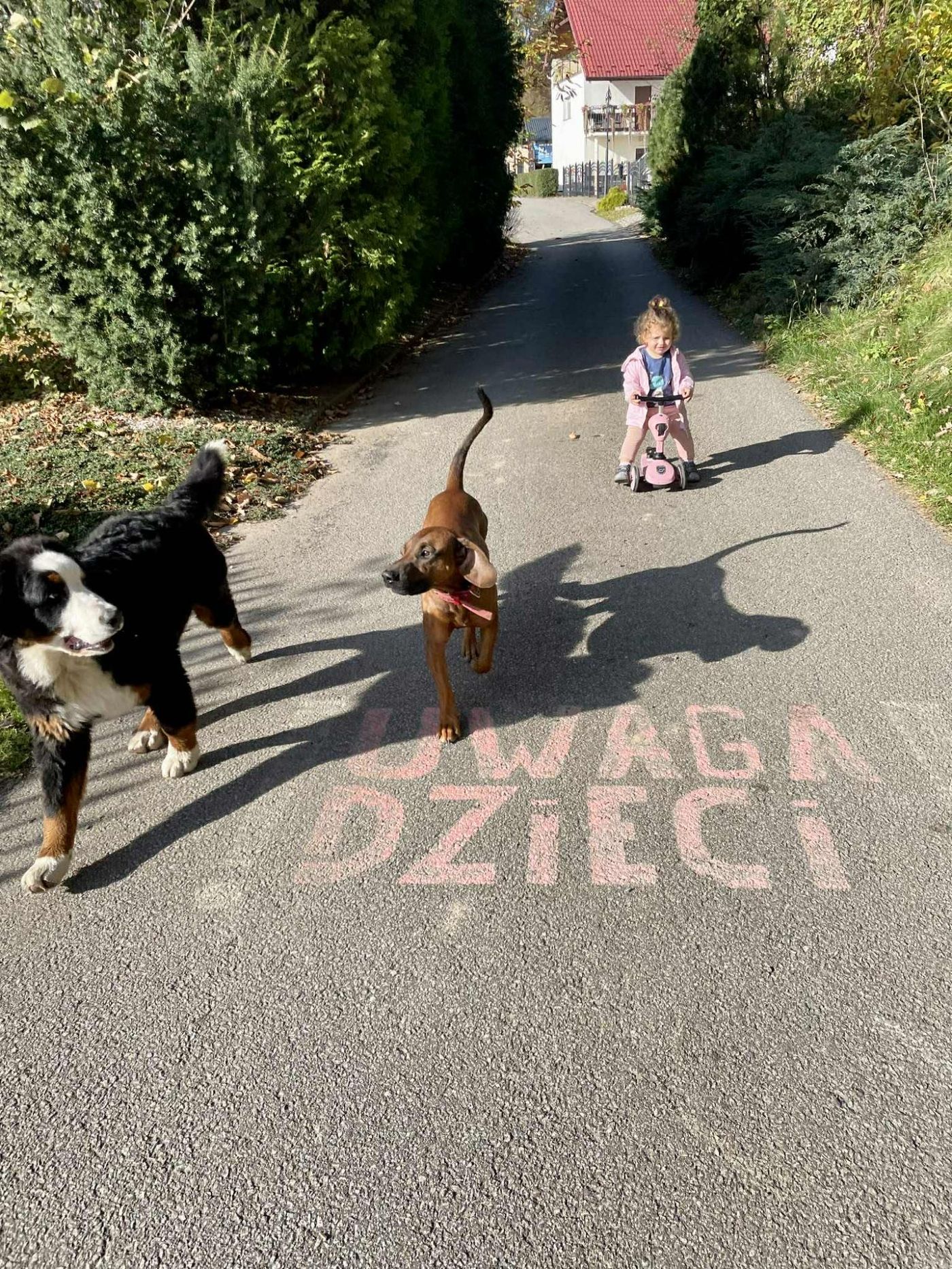 Psy i dzieci – zwierzęta mile widziane w Agroturystyce u Zygmunta